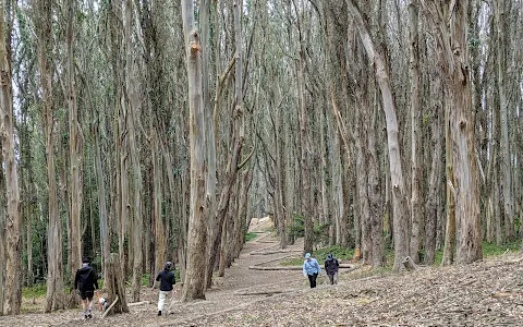 Lovers’ Lane at the Presidio image