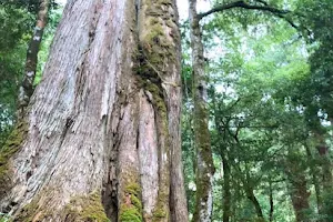 Cinsbu Giant Trees Trail (AKA Zhenxibao Giant Tree Trail) image