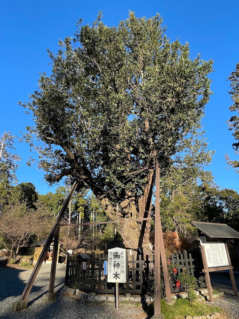 天宮神社のナギ