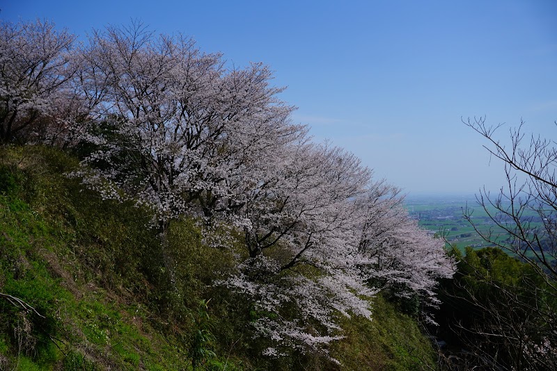 千本桜の森