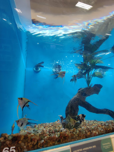 Pet Supply Store «PetSmart», reviews and photos, 971 Norland Ave, Chambersburg, PA 17201, USA