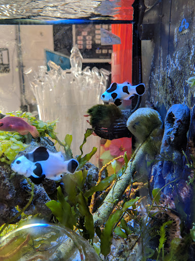 Pet Store «Mandarin SeaLife», reviews and photos, 9633 Old St Augustine Rd #2, Jacksonville, FL 32257, USA