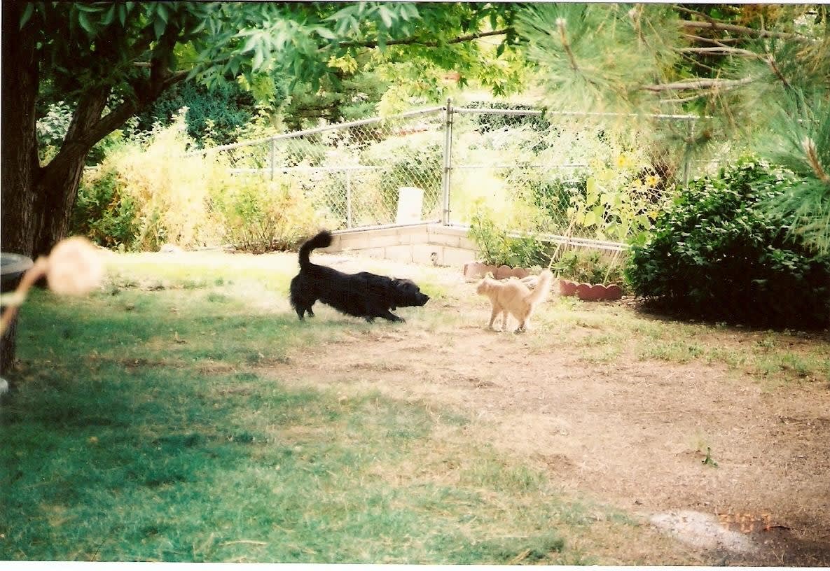 Ruthie's "Ruff" Services