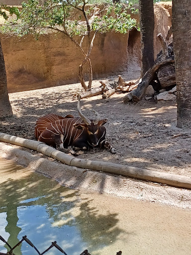 Zoo «Gladys Porter Zoo», reviews and photos, 500 E Ringgold St, Brownsville, TX 78520, USA