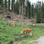 Photo n°2 de l'avis de maicol.i fait le 29/08/2021 à 17:58 sur le  Silvester-Alm à Toblach