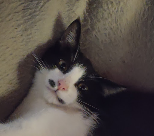 Pet Supply Store «Petco Animal Supplies», reviews and photos, 32391 Camino Capistrano a, San Juan Capistrano, CA 92675, USA