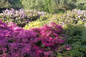 Rhododendronpark image