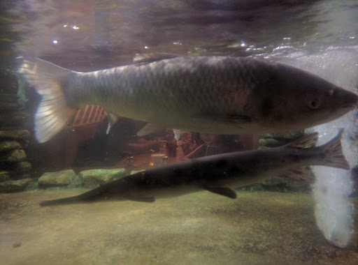 Restaurant «Fin Inn», reviews and photos, 1500 W Main St, Grafton, IL 62037, USA