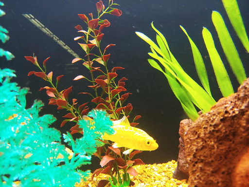 Pet Supply Store «Petco Animal Supplies», reviews and photos, 5951 6th Ave, Tacoma, WA 98406, USA