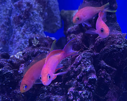 Tropical Fish Store «Tropical Pet Oasis», reviews and photos, 10218 Progress Ln, Parker, CO 80134, USA