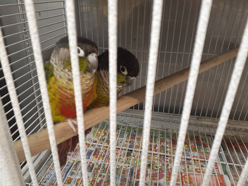 Pet Store «El Granero Pet Shop», reviews and photos, 15700 Atlantic Ave, Compton, CA 90221, USA