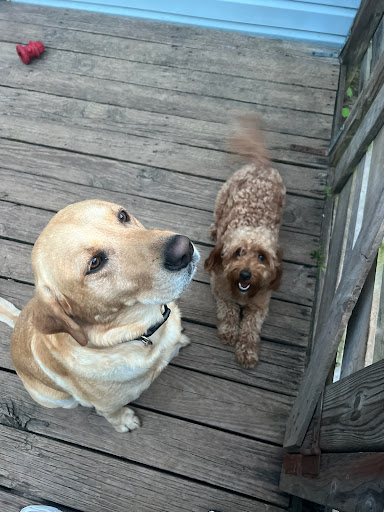 Brandt's Old Fashion Emporium