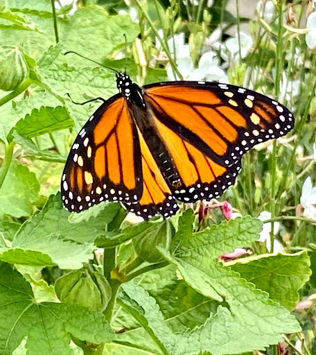 Home Improvement Store «The Home Depot», reviews and photos, 899 County St, Taunton, MA 02780, USA