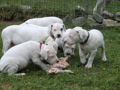 Dogo Argentino Kennel Paradero Del Montero - Malle