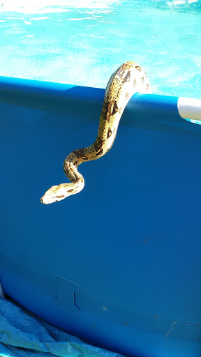 Pet Supply Store «Pet Supplies Plus», reviews and photos, 1213 Mentor Ave, Painesville, OH 44077, USA