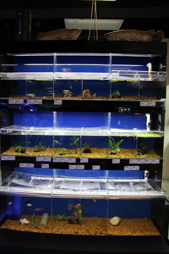 Tropical Fish Store «Optimum Aquarium», reviews and photos, 840 Ernest W Barrett Pkwy NW #700, Kennesaw, GA 30144, USA