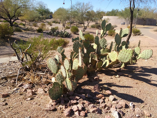 City Park «Steele Indian School Park», reviews and photos, 300 E Indian School Rd, Phoenix, AZ 85012, USA