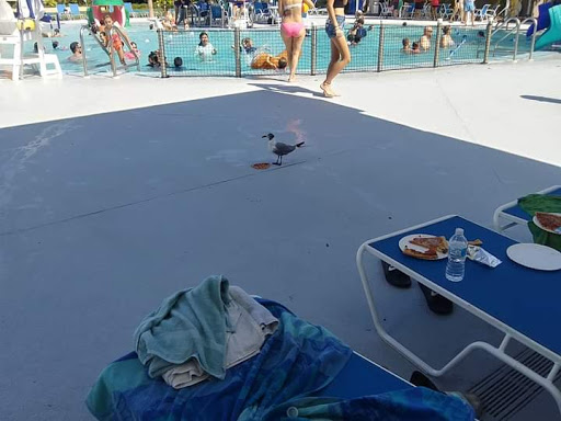 Water Park «Highland Family Aquatic Center», reviews and photos, 400 Highland Ave NE, Largo, Largo, FL 33770, USA