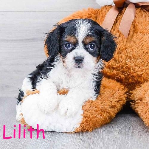 Pet Store «Pet Express», reviews and photos, 100 Independence Way, Danvers, MA 01923, USA