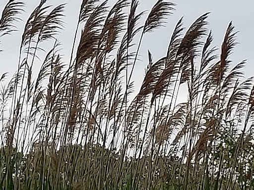 Park «Baisley Pond Park», reviews and photos, Baisley Blvd, Jamaica, NY 11434, USA