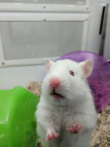 Pet Supply Store «Petco Animal Supplies», reviews and photos, 450 N Rte 17, Paramus, NJ 07652, USA