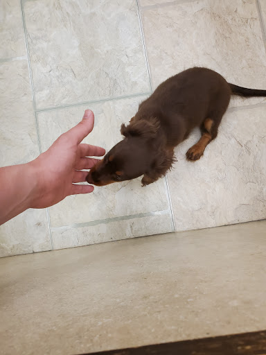 Pet Supply Store «Your Pet Experts», reviews and photos, 1665 State Hill Rd #490, Wyomissing, PA 19610, USA