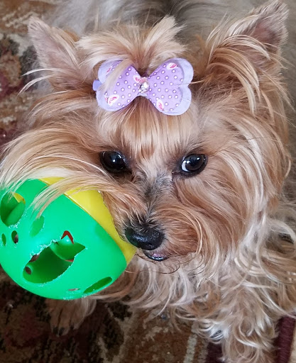 Pet Store «PetSmart», reviews and photos, 6545 North Grand Parkway West Suite 104, Spring, TX 77389, USA