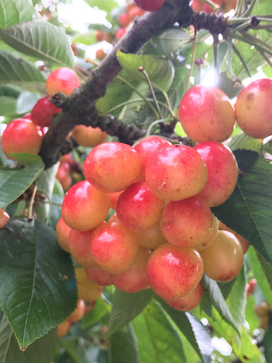 Produce Market «B&P Hitz Fruit Farm (Apples N Produce)», reviews and photos, 14070 Wilco Hwy NE, Woodburn, OR 97071, USA