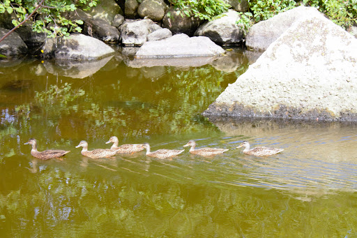 Park «Acushnet Sawmill», reviews and photos, 32 Mill Rd, Acushnet, MA 02743, USA