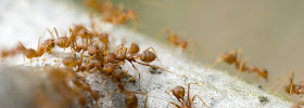 Pest Authority - Photo 6 - Car repair in , Newport News