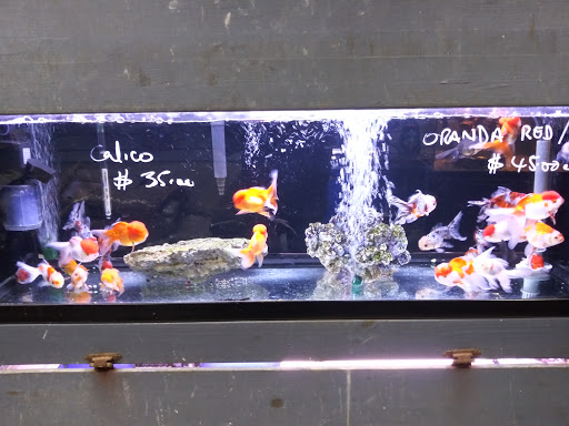 Tropical Fish Store «Xtreme Fish & Pets», reviews and photos, 11415 Bellaire Blvd # A, Houston, TX 77072, USA