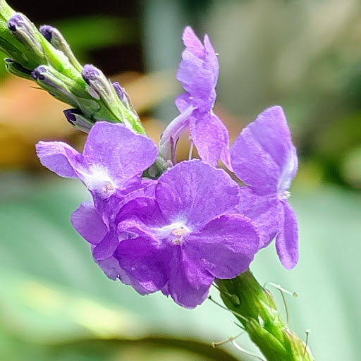 Science Museum «Museum of Life and Science», reviews and photos, 433 W Murray Ave, Durham, NC 27704, USA