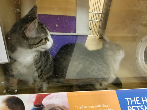 Pet Supply Store «PetSmart», reviews and photos, 198 Promenade Blvd, Flowood, MS 39232, USA