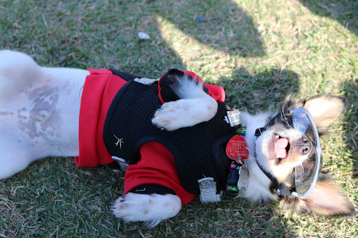 Primary Care Animal Hospital image
