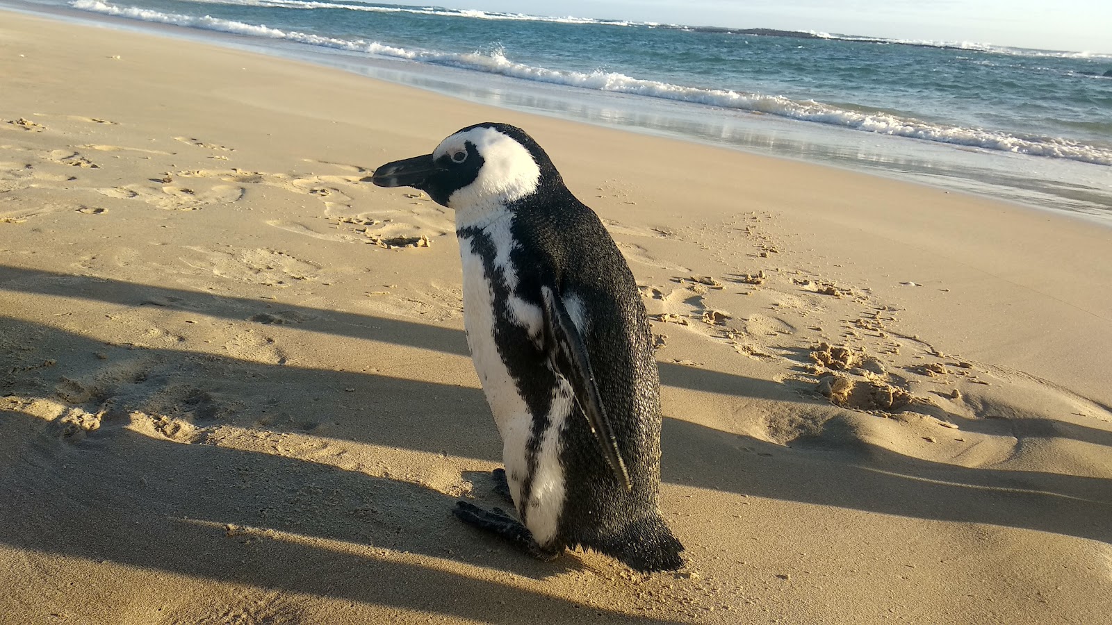 Foto van Sardinia Bay beach met hoog niveau van netheid