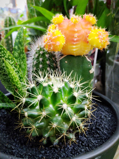 Home Improvement Store «The Home Depot», reviews and photos, 244 US-202, Flemington, NJ 08822, USA