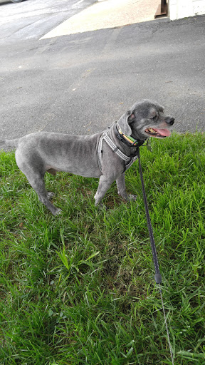 Pet Store «Abrams and Weakley General Store for Animals», reviews and photos, 3963 N 6th St, Harrisburg, PA 17110, USA