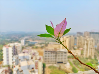 Google Maps image 15