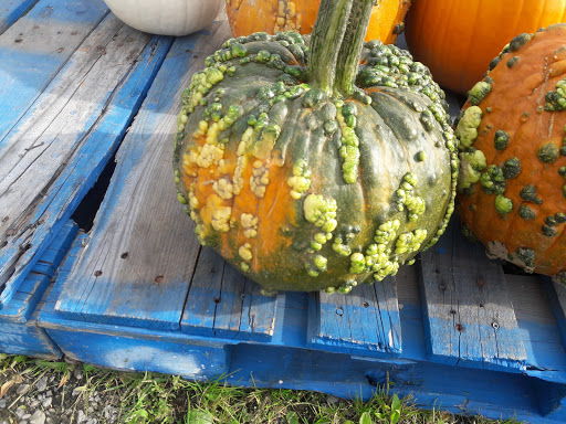 Produce Market «The Bigsby Market», reviews and photos, 1418 Dryden Rd, Freeville, NY 13068, USA