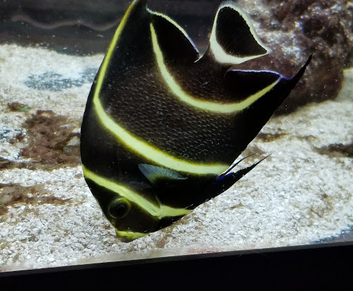 Pet Store «Pet Suppliers», reviews and photos, 2825 E Highland Rd, Highland Charter Twp, MI 48356, USA