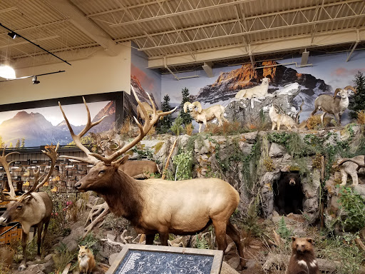 Outdoor Sports Store «Field & Stream», reviews and photos, 800 Brevard Rd #901, Asheville, NC 28806, USA