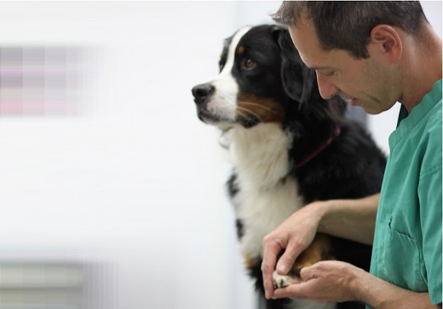 Dr. med. vet. Wendler - Spezialist für Hunde und Katzen - Tierarzt Zürich Oerlikon