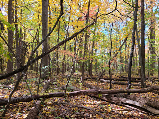 Nature Preserve «Carpenter Lake Nature Preserve», reviews and photos, 27101-27215 W 10 Mile Rd, Southfield, MI 48033, USA