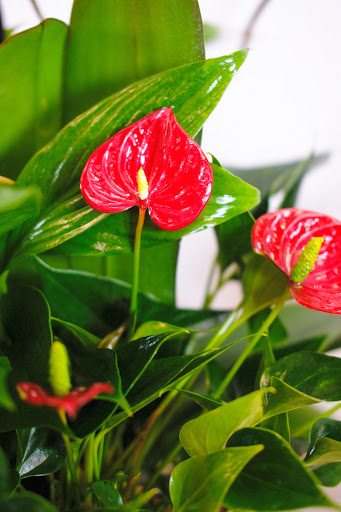 Florist «El Camino Florist», reviews and photos, 632 El Camino Real, South San Francisco, CA 94080, USA