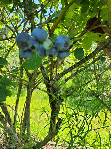 Winery «Whispering Oaks Winery», reviews and photos, 10934 County Rd 475, Oxford, FL 34484, USA