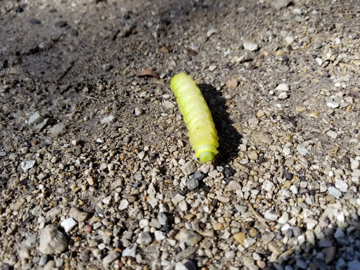 Zoo «Lords Park Zoo», reviews and photos, 325 Hiawatha Dr, Elgin, IL 60120, USA