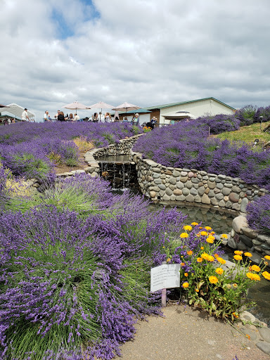 Farm «Oregon Lavender Farm», reviews and photos, 20949 S Harris Rd, Oregon City, OR 97045, USA