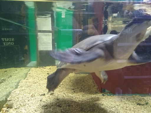 Pet Store «Zoo Creatures Pet Store», reviews and photos, 149 Plaistow Rd, Plaistow, NH 03865, USA