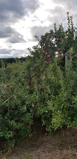 Orchard «George Hill Orchards», reviews and photos, 582 George Hill Rd, South Lancaster, MA 01561, USA