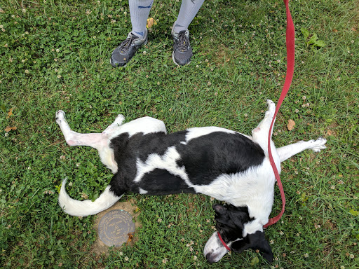 Park «Fort Reno Park», reviews and photos, Donaldson Pl NW, Washington, DC 20016, USA